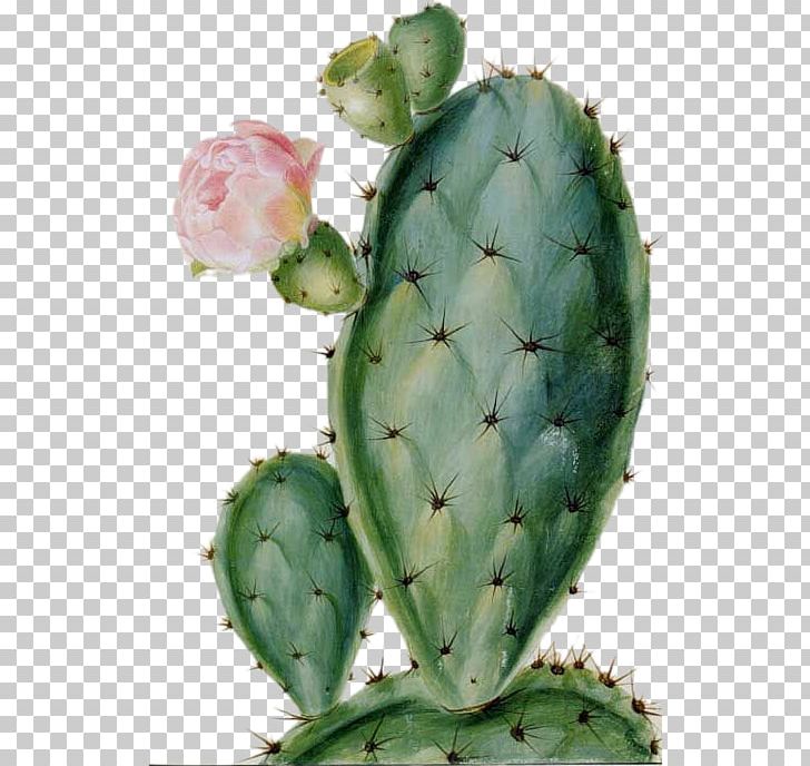 Cactaceae Succulent Plant Drawing Flower Desert PNG, Clipart, Botany, Cactus, Cactus Flower, Cactus Vector, Cactus Watercolor Free PNG Download