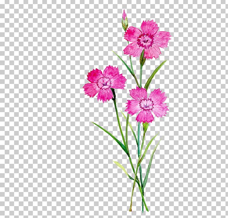 Carnation Flower Watercolor Painting Illustration PNG, Clipart, Cartoon, Dahlia, Flower Arranging, Flowers, Hand Free PNG Download