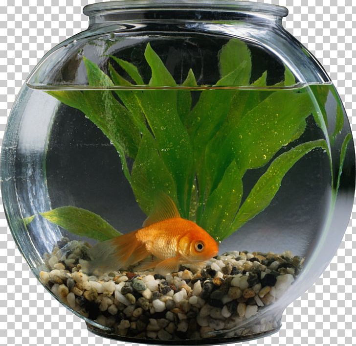 Goldfish Aquarium Tropical Fish Pet PNG, Clipart, Animals, Aquarium, Bony Fish, Cat, Discus Free PNG Download
