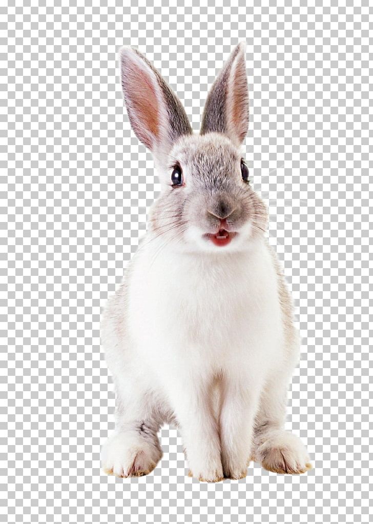 Hare European Rabbit Easter Bunny PNG, Clipart, Animal, Animals, Domestic Rabbit, Easter Bunny, European Rabbit Free PNG Download