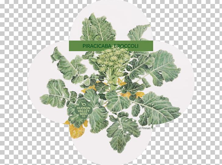 Piracicaba Leaf Vegetable Seed Broccoli PNG, Clipart, Art, Artist, Back Garden, Broccoli, Flowerpot Free PNG Download