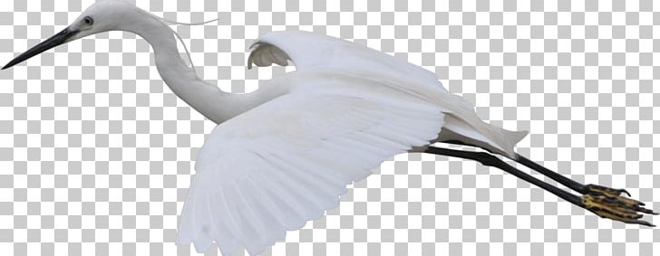 Crane Bird Flight White PNG, Clipart, Animal, Animals, Beak, Bird, Crane Free PNG Download
