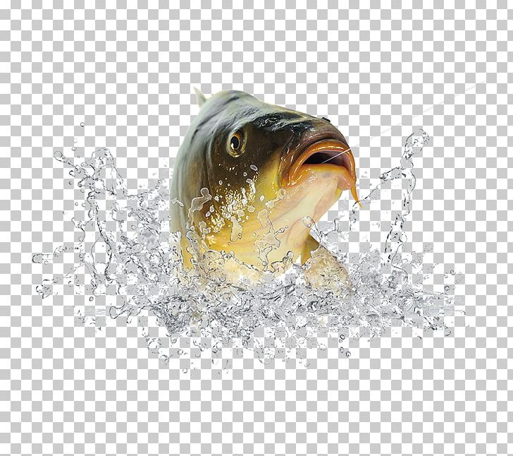 Fish Icon PNG, Clipart, Adobe Illustrator, Animals, Aquarium Fish, Drop, Dynamic Free PNG Download