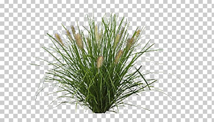 Fountaingrasses Lawn Vetiver Sweet Grass Plants PNG, Clipart, Chrysopogon, Chrysopogon Zizanioides, Erosion Control, Fountaingrasses, Garden Free PNG Download