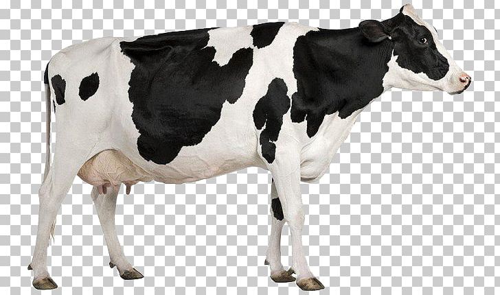 Holstein Friesian Cattle Milk Dairy Cattle Dairy Farming PNG, Clipart, Animal Figure, Automatic Milking, Calf, Cattle, Cattle Like Mammal Free PNG Download