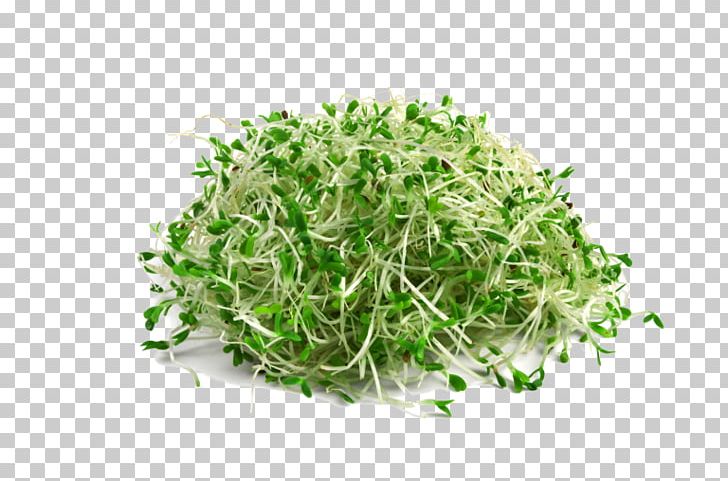 Sprouting Broccoli Sprouts Seed Alfalfa Microgreen PNG, Clipart, Alfalfa Sprouts, Alkaline Diet, Broccoli, Broccoli Sprouts, Cancer Free PNG Download