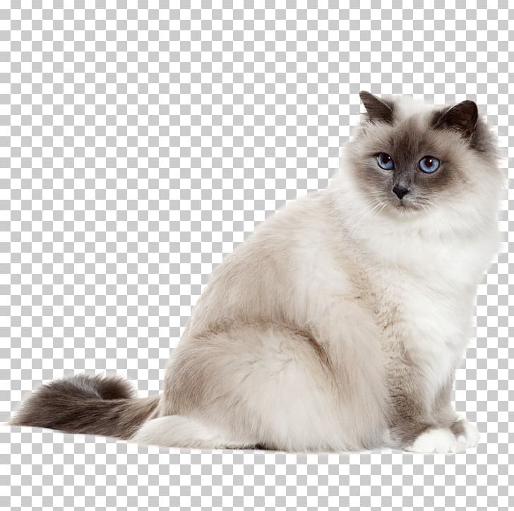 Birman Turkish Angora Sphynx Cat Kitten Ragdoll PNG, Clipart, Animals, Asian Semi Longhair, Black Cat, British Semi Longhair, Burma Free PNG Download