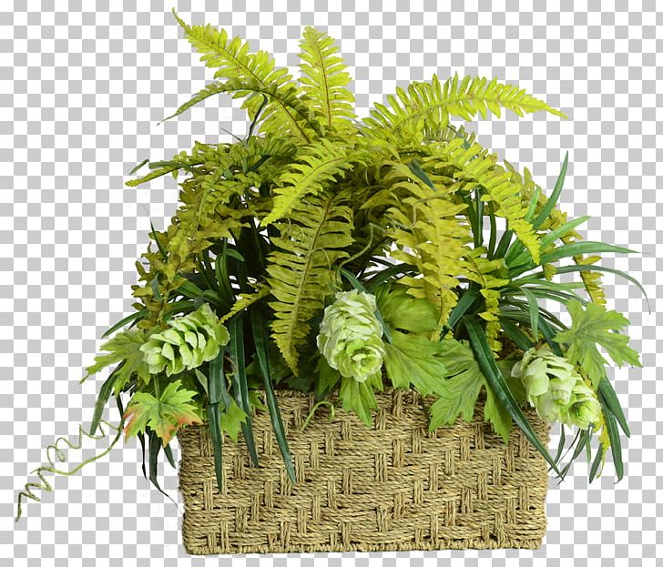 Flowerpot Tree PNG, Clipart, Fern, Ferns And Horsetails, Flowerpot, Grass, Plant Free PNG Download