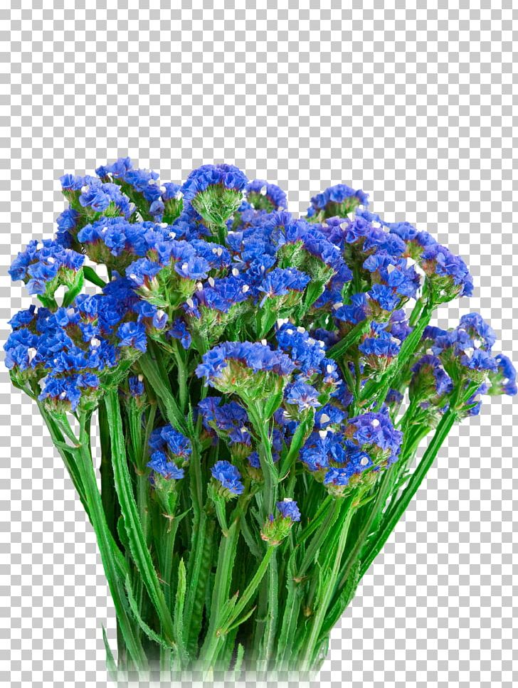 Strawflower Blue Helichrysum Arenarium Annual Plant PNG, Clipart, Ann, Biennial Plant, Blue, Bluebonnet, Borage Family Free PNG Download