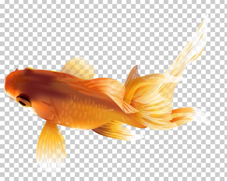Common Goldfish Zebrafish Calico Common Carp PNG, Clipart, Animal, Black Telescope, Bony Fish, Calico, Clip Art Free PNG Download