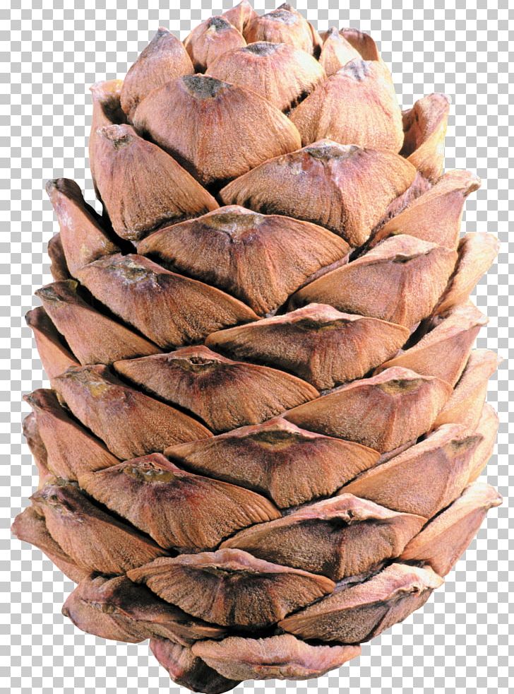 Conifer Cone Pine PNG, Clipart, Computer Icons, Cone, Conifer Cone, Desktop Wallpaper, Download Free PNG Download