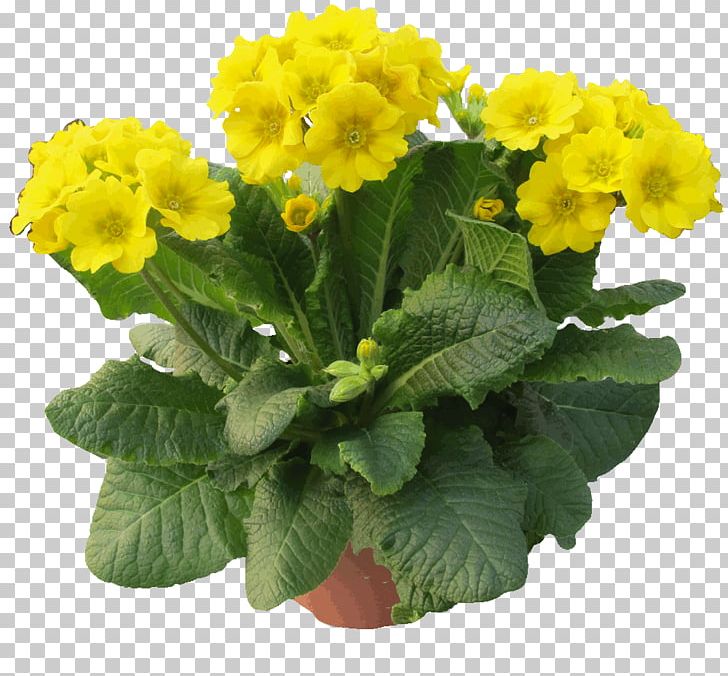 Cowslip Primula Elatior Primula Beesiana Herb Raw Veganism PNG, Clipart, Annual Plant, Cowslip, Flower, Flowering Plant, Flowerpot Free PNG Download