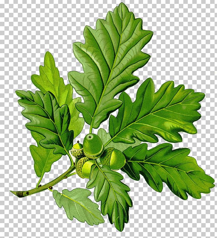 Sessile Oak English Oak Northern Red Oak Quercus Cerris Tree PNG, Clipart, Acorn, Broadleaved Tree, Deciduous, English Oak, Fagaceae Free PNG Download