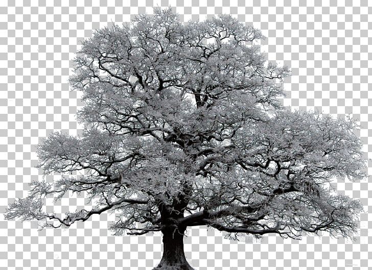 Tree Winter Oak Union Valley Royse City PNG, Clipart, Black And White, Branch, Garden, Illustrator, Insurance Free PNG Download