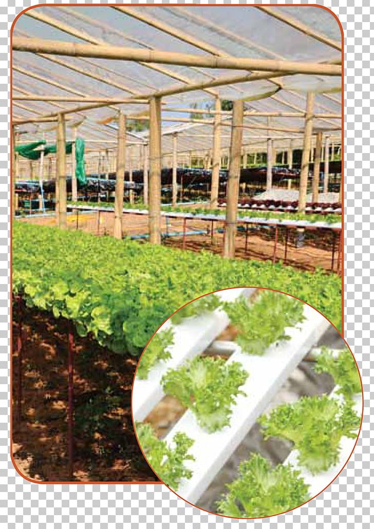 Agriculture In The Classroom Greenhouse Hydroponics Agricultural Literacy PNG, Clipart, Aeration, Agricultural Literacy, Agriculture, Crop, Farm Free PNG Download