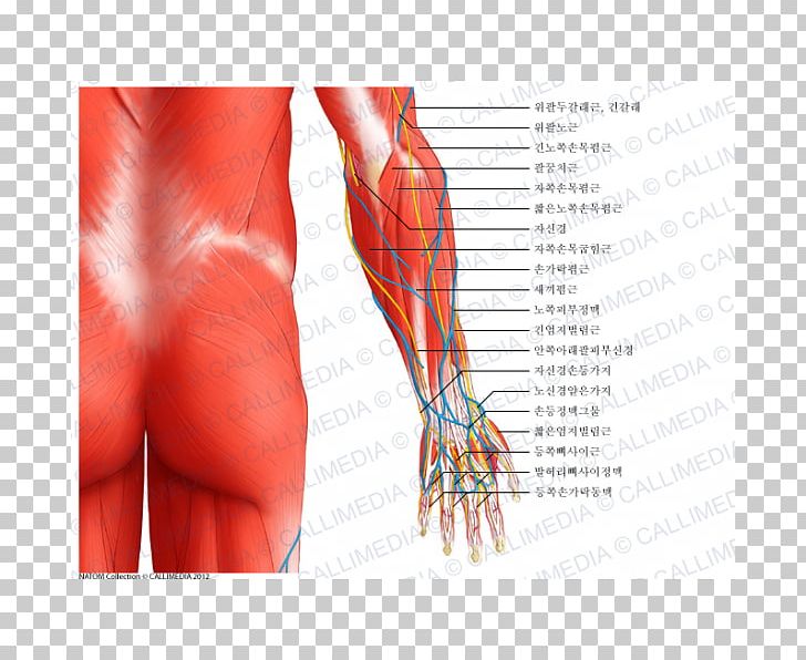 Elbow Anconeus Muscle Forearm Human Body PNG, Clipart, Abdomen, Anatomy, Anconeus Muscle, Arm, Back Free PNG Download