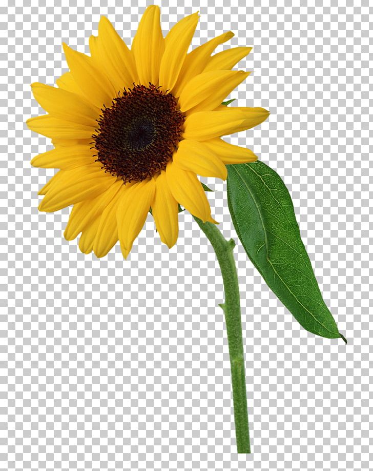 Flower PNG, Clipart, Common Sunflower, Cut Flowers, Daisy Family, Desktop Wallpaper, Digital Image Free PNG Download