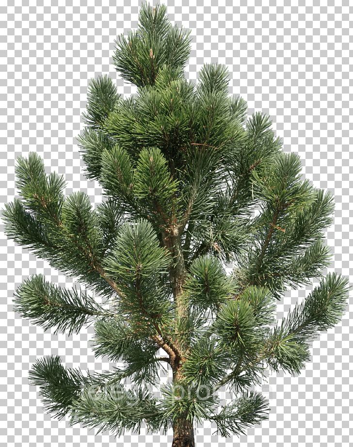 Pine Fir Tree PNG, Clipart, Arecaceae, Biome, Branch, Christmas Tree, Conifer Free PNG Download