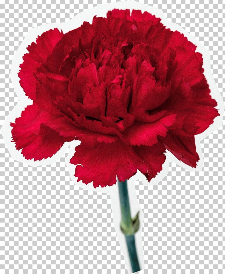 Carnation Cut Flowers Common Poppy PNG, Clipart, Carnation, Carnation Flower, Color, Common Poppy, Cut Flowers Free PNG Download