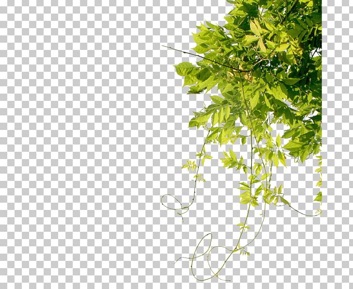Leaf Maple Leaf Branch PNG, Clipart, Autumn Leaf, Branch, Clip Art, Download, Encapsulated Postscript Free PNG Download