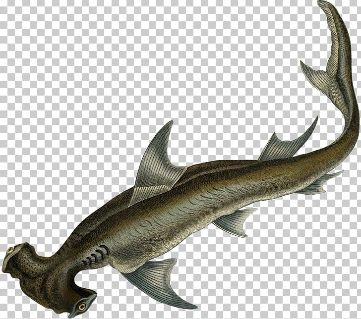 Requiem Sharks Deep Sea Creature Squaliform Sharks PNG, Clipart, Animal, Carcharhiniformes, Cartilaginous Fish, Deep Sea, Deep Sea Creature Free PNG Download