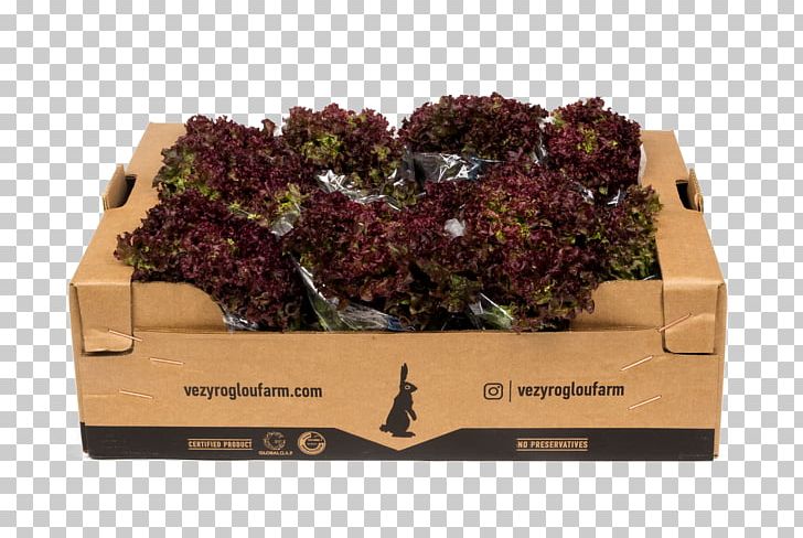 Veziroglou PNG, Clipart, Box, Farm, Leaf Lettuce, Leaf Vegetable, Lettuce Free PNG Download