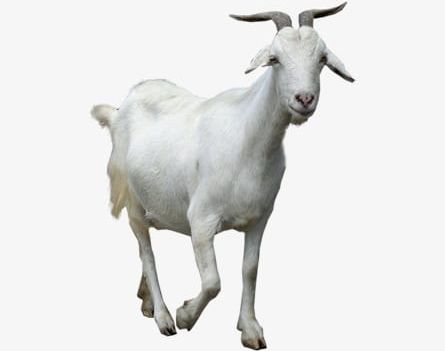 Goat PNG, Clipart, Animal, Goat, Goat Clipart, Herbivorous Free PNG Download