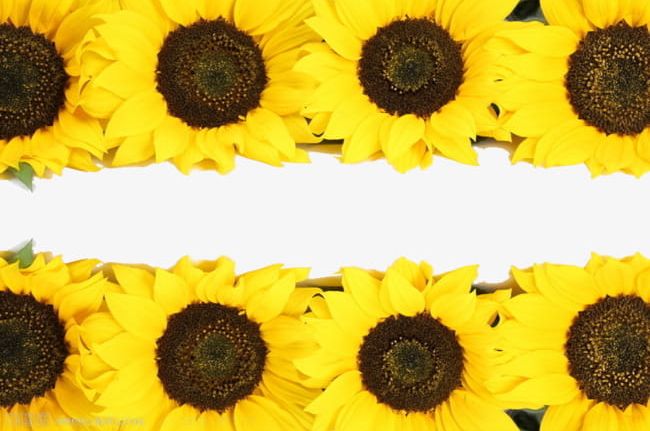 Sunflower Border PNG, Clipart, Border Clipart, Border Clipart, Flowers, Frame, Plant Free PNG Download
