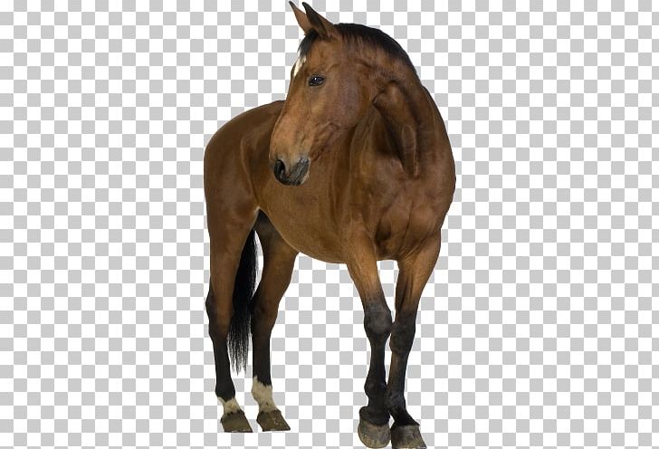 Foal Belgian Horse Friesian Horse Shire Horse Arabian Horse PNG, Clipart, Black, Bridle, Colt, Desktop Wallpaper, Equestrian Free PNG Download