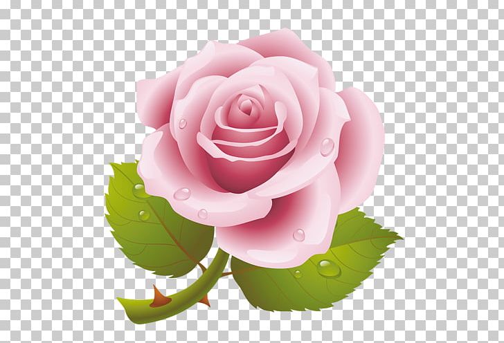 Garden Roses Cabbage Rose Pink Floribunda PNG, Clipart, Cabbage Rose, China Rose, Clip Art, Cut Flowers, Floral Design Free PNG Download