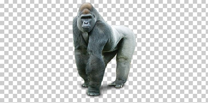 Gorilla PNG, Clipart, Gorilla Free PNG Download