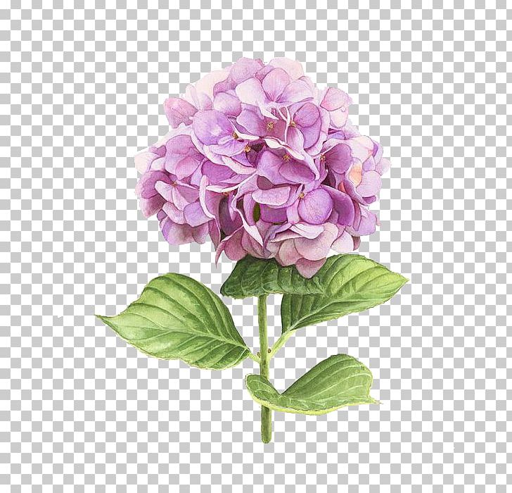 Hydrangea Watercolor Painting Botanical Illustration Art PNG, Clipart, Artificial Flower, Color, Cornales, Flo, Floral Free PNG Download
