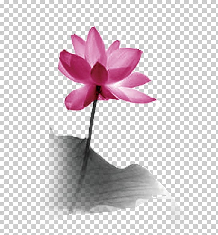 Nelumbo Nucifera Drawing PNG, Clipart, Aquatic Plant, Art, Beautiful Girl, Beauty, Beauty Salon Free PNG Download