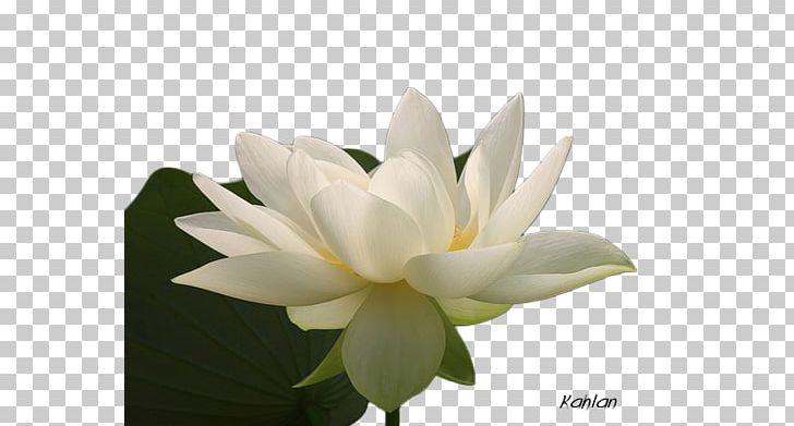 Nelumbo Nucifera Flower Floral Design Watercolor Painting PNG, Clipart, Aquatic Plant, Art, Ayraclar, Cicek, Cicek Resimleri Free PNG Download