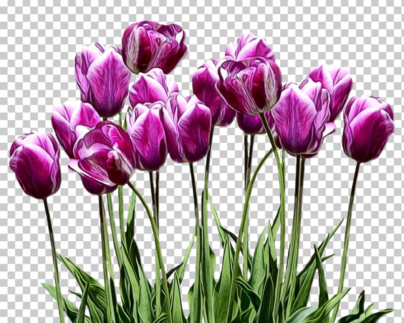 Tulip Flower Plant Petal Purple PNG, Clipart, Bud, Crocus, Cut Flowers, Flower, Grass Free PNG Download