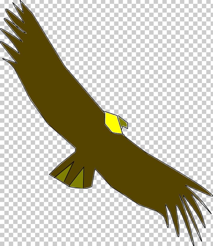 Condor PNG, Clipart, Andean Condor, Beak, Bird, Bird Of Prey, California Condor Free PNG Download