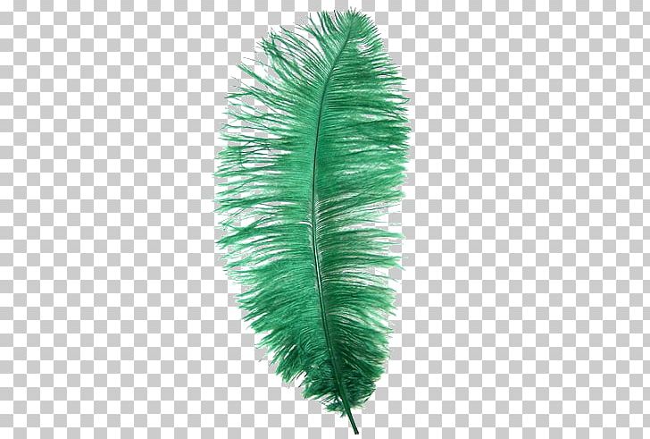 Common Ostrich Feather Green Bird Emerald PNG, Clipart, Animals, Bird, Blue, Bluegreen, Color Free PNG Download