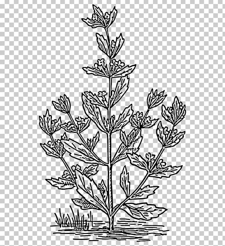Pennyroyal Drawing Mentha Spicata Coloring Book PNG, Clipart, Black And White, Botany, Branch, Child, Coloring Book Free PNG Download