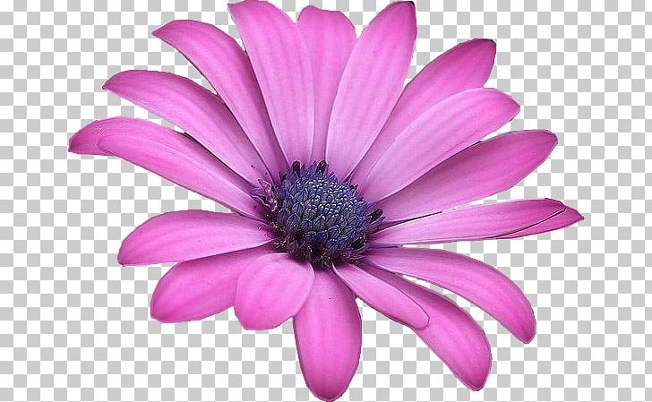 Petal Flower Paper Violet Watercolor Painting PNG, Clipart, Annual Plant, Art, Background Material, Chrysanthemum, Chrysanths Free PNG Download
