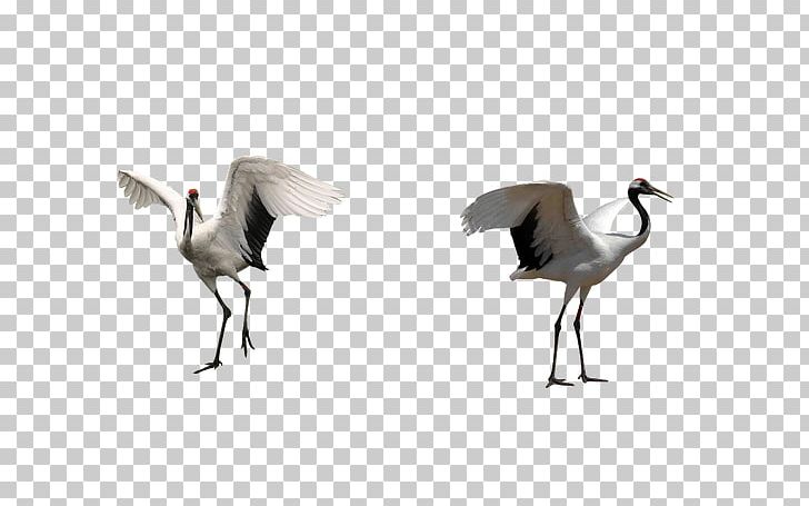 Red-crowned Crane Bird PNG, Clipart, Angel Wings, Animal, Beak, Bird, Crane Free PNG Download