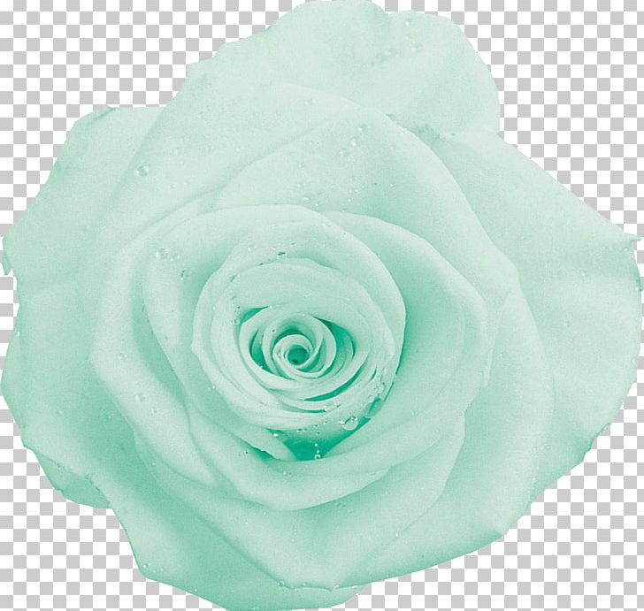 Garden Roses Cabbage Rose Green Photography Cut Flowers PNG, Clipart, Aqua, Blue, Body, Cabbage Rose, Chartreuse Free PNG Download