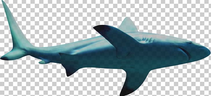 Requiem Shark Icon PNG, Clipart, Animal, Animals, Big Shark, Cartilaginous Fish, Cartoon Shark Free PNG Download