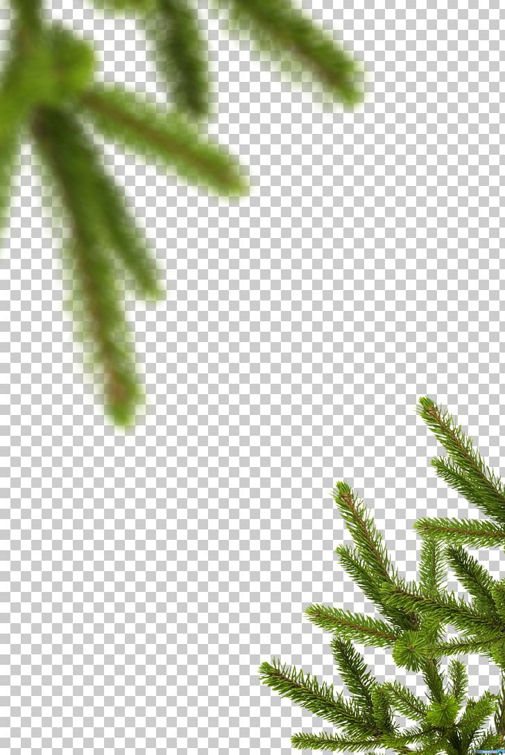 Spruce Evergreen Vegetation Leaf Plant Stem PNG, Clipart, Branch, Branching, Closeup, Conifer, Creative Market Free PNG Download