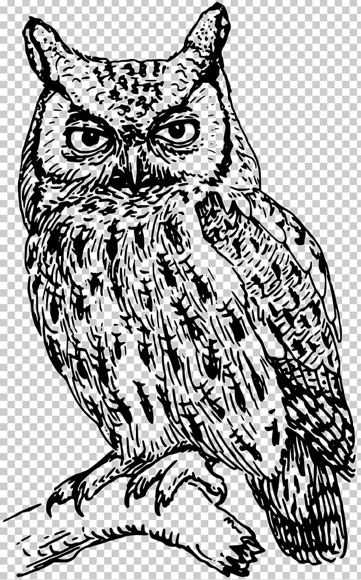 Barred Owl PNG, Clipart, Animals, Art, Bird, Carnivoran, Cat Like Mammal Free PNG Download
