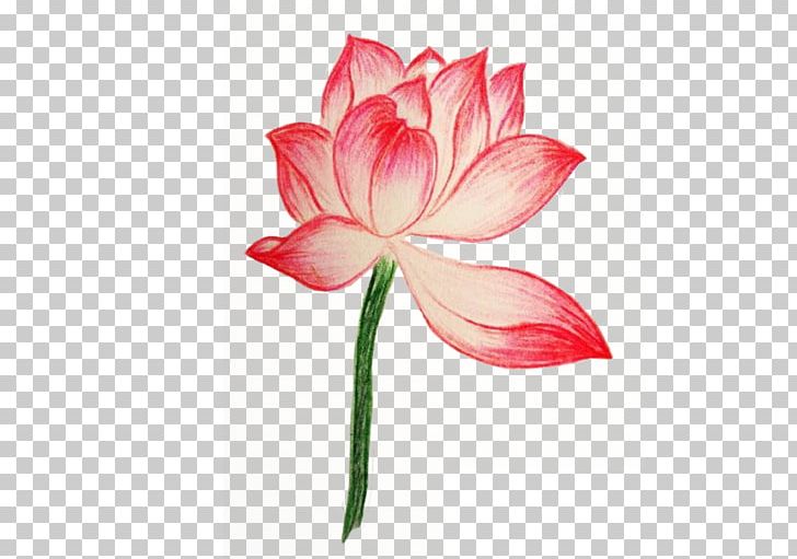 Drawing Painting Colored Pencil PNG, Clipart, Amaryllis Family, Art, Bud, Flower, Hand Drawn Free PNG Download