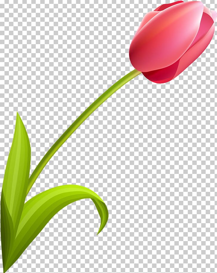 Flowering Plant Tulip Liliaceae PNG, Clipart, Closeup, Family, Flower, Flowering Plant, Flowers Free PNG Download