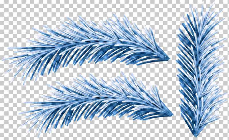 Feather PNG, Clipart, Colorado Spruce, Conifer, Feather, Leaf, Line Free PNG Download