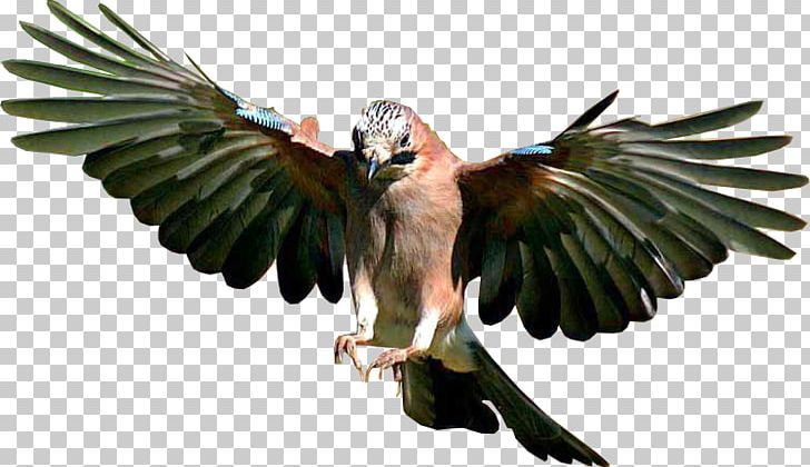 Bird Flight Desktop PNG, Clipart, American Kestrel, Animal, Animals, Beak, Bird Free PNG Download