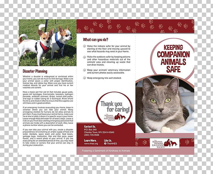 Cruelty To Animals Pamphlet Animal Welfare Brochure Non-profit Organisation PNG, Clipart, Anima, Animal, Brochure, Cat Like Mammal, Cruelty Free PNG Download