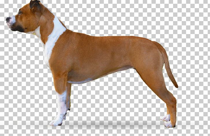 Dog Breed American Staffordshire Terrier Staffordshire Bull Terrier American Pit Bull Terrier PNG, Clipart,  Free PNG Download